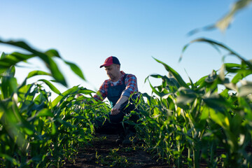 Middle age male caucasian maize farmer with tablet computer kneeled for inspection corn stalks