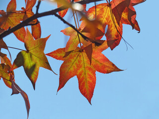 Maple leaves on branch with leaf veins in sunlight on a blue sky background.