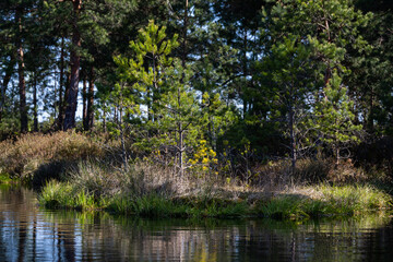 Foggy Morning in Kemeri National Park