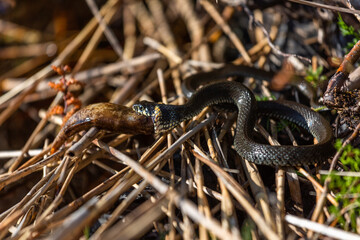 Grass snake on the shore of the lake with a fish in his mouth