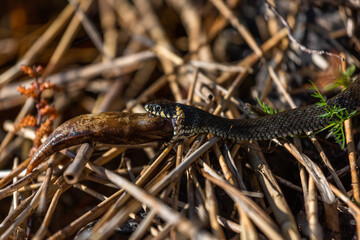 Grass snake on the shore of the lake with a fish in his mouth