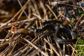 Grass snake on the shore of the lake with a fish in his mouth