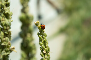 ladybug on a leaf