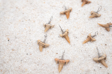 fossilized teeth of a prehistoric shark