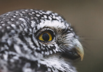 gnome owl