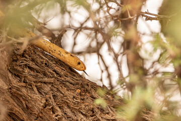 Cape Cobra in the Kgalagadi