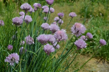 Blooming chive, scientific name Allium altyncolicum