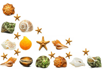 Seashells isolated on white background