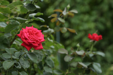 Beautiful red roses, in summer garden. close up buds of red roses on background of greenery. Flower garden in botanical garden. Copy space