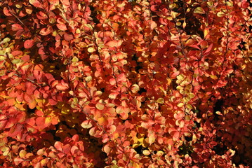 Vegetation in the park, garden. Various colored plants, grass and leaves. Beautiful wallpaper.