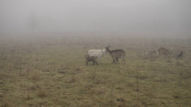 Fighting goats on a foggy day. Little goats jumping around
