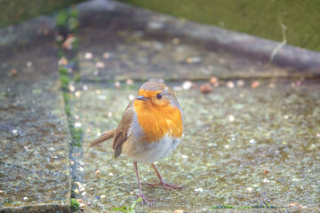 close up of a robin redbreast (Erithacus rubecula) taking food from a wet patio