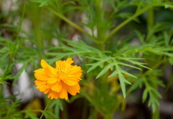 fresh beauty orange and gold cosmos with green leaves and flower blooming in botany garden.