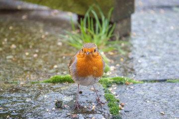 close up of a robin redbreast (Erithacus rubecula) taking food from a wet patio