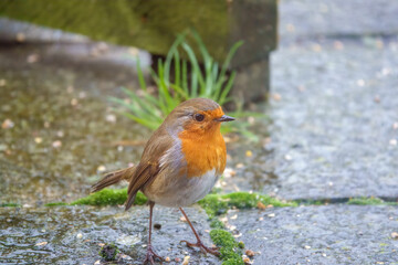 close up of a robin redbreast (Erithacus rubecula) taking food from a wet patio
