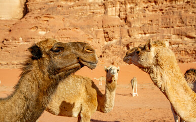 Camels in the Wadi Rum desert in Jordan