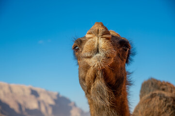 Camels in the Wadi Rum desert in Jordan