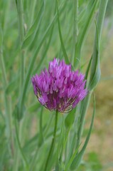 Blooming onion, scientific name Allium barsczewskii