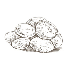 Potato sketch drawing. Potatoes on a white background in retro style. Washed unpeeled potatoes
