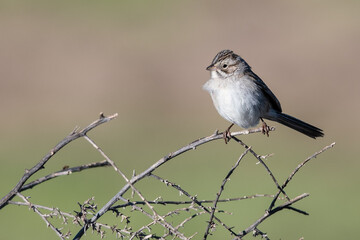 White-Crowned Sparrows Perched in a Thorny Bush