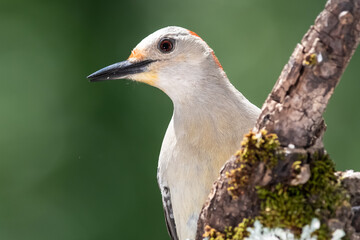 Profile of Curious Red-Bellied Woodpecker in the Tree Branches