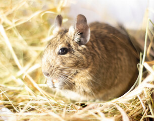 degu, chilean squirrel, homemade sits in the hay and eats close-up eating