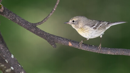 Little Pine Warbler Perched in the Slender Tree Branches