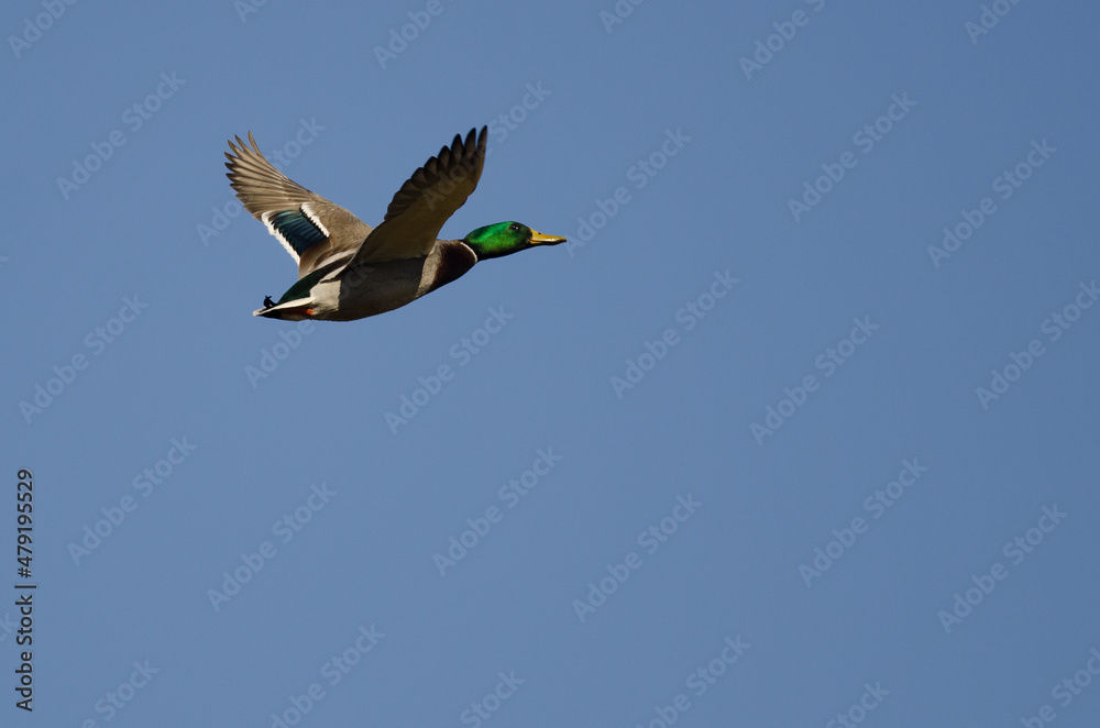 Wall mural mallard duck flying in a blue sky