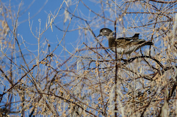 Wood Duck Perched High in the Autumn Tree Tops