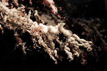 snow covered needles