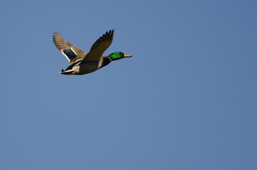 Mallard Duck Flying in a Blue Sky