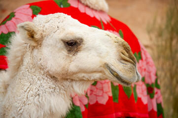 Camels in the Wadi Rum desert in Jordan