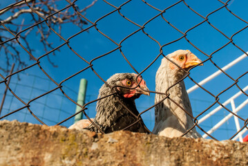 Chickens behind metal net of hen house in sunny day
