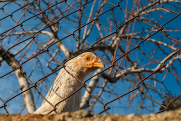Chickens behind metal net of hen house in sunny day