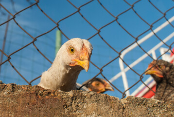 Chickens behind metal net of hen house in sunny day