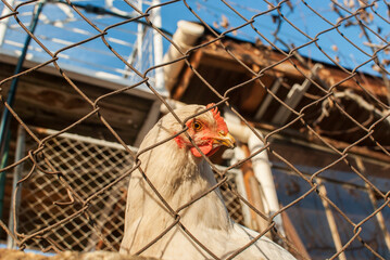 Chickens behind metal net of hen house in sunny day