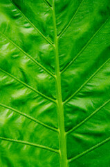 green fresh leaf zoom in to see line and pattern of the natural