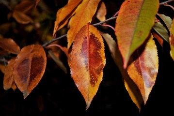 Vegetation in the park, garden. Various colored plants, grass and leaves. Beautiful wallpaper.