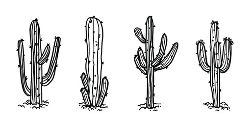 Succulent cactus desert plant hand drawn in monochrome black and white vector illustration. Botanical giant trees with thorns, needles.