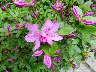 Vegetation in the park, garden. Various colored plants, grass and leaves. Beautiful wallpaper.