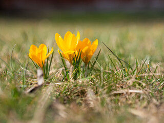 Crocus flowers blooming in spring