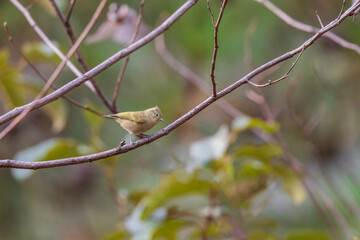 Yellow-browed tit (Sylviparus modestus) at Walong, Arunachal Pradesh, India