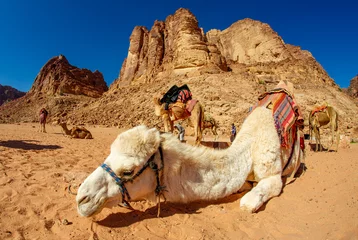 Zelfklevend Fotobehang Camels in the Wadi Rum desert in Jordan © Mugur