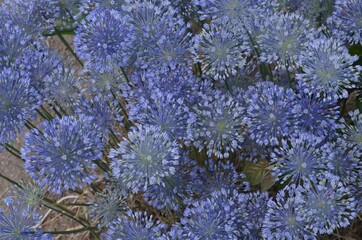Blooming wild blue onion, scientific name Allium caesium