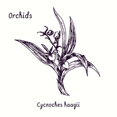 Cycnoches hagii orchids flower collection. Ink black and white doodle drawing in woodcut style with inscription. © Artinblackink