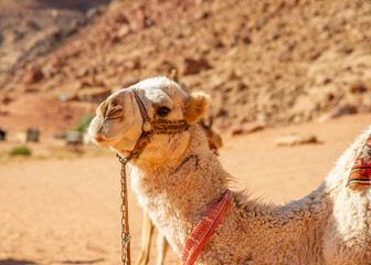 Camels in the Wadi Rum desert in Jordan