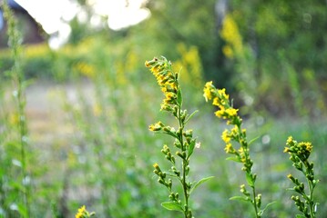 Grass in the park, garden, meadow. Macro. Beautiful wallpaper.