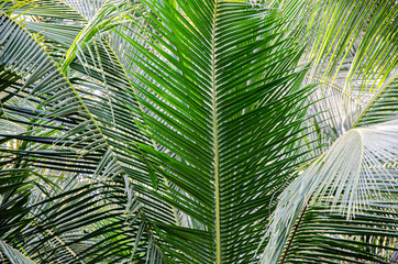 detail of green fresh coconut leaf texture in the garden