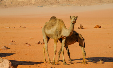 Camels in the Wadi Rum desert in Jordan