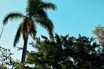 Palmeira imperial (palmeira real) céu azul